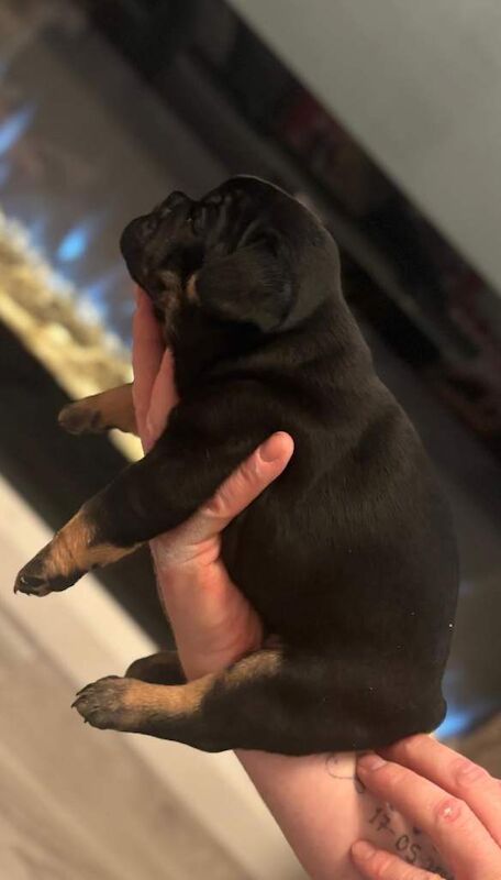 Stunning french bulldogs - Image 2 of 6