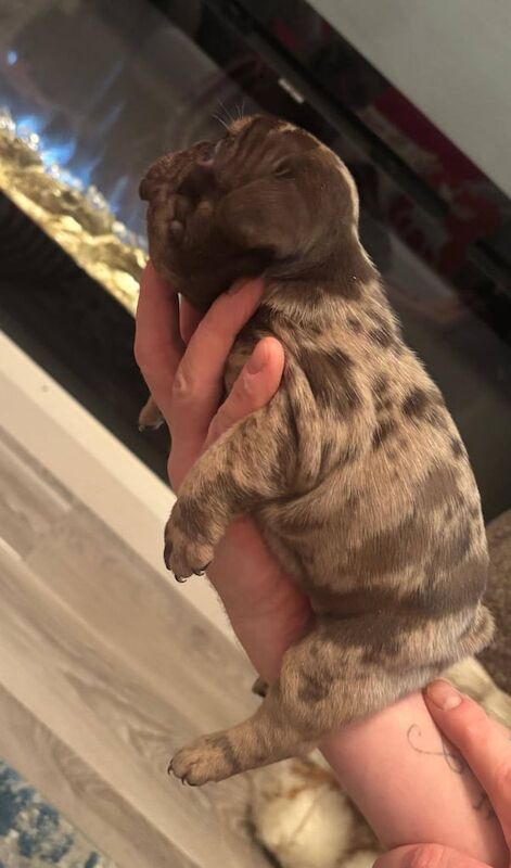 Stunning french bulldogs - Image 3 of 6