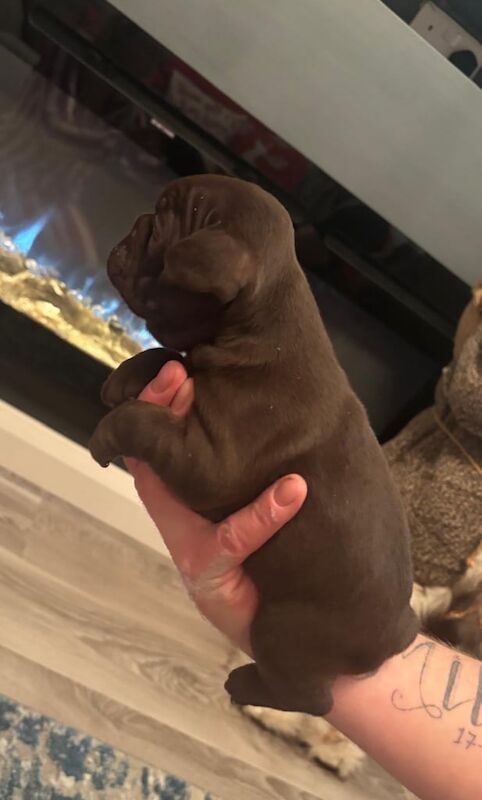 Stunning french bulldogs - Image 4 of 6