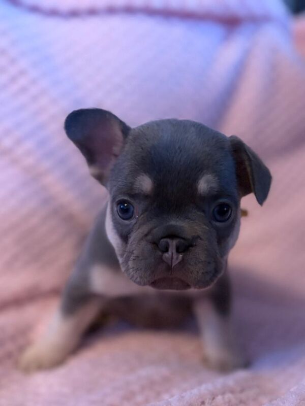 Stunning french bulldogs
