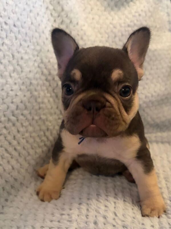 Stunning french bulldogs - Image 2 of 5
