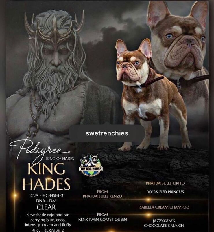 Stunning french bulldogs - Image 3 of 5