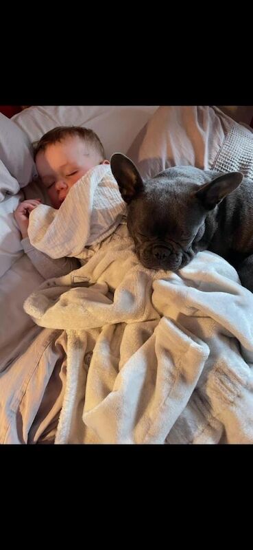 Stunning french bulldogs - Image 4 of 5