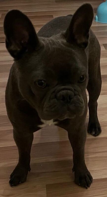 Stunning french bulldogs - Image 5 of 5