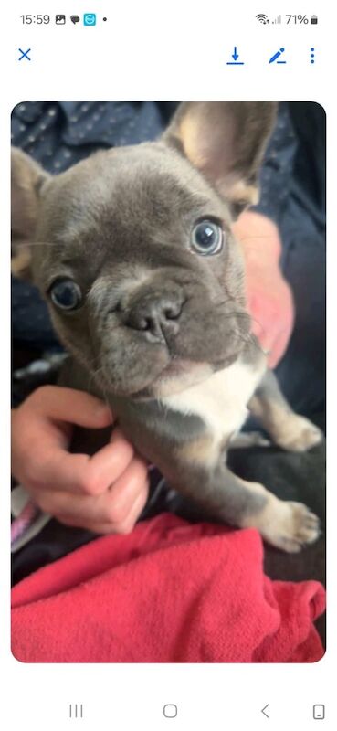 🌺Stunning Frenchie Girls Ready to Go Now🌺 for sale in Dundee, City of Dundee | Image 2
