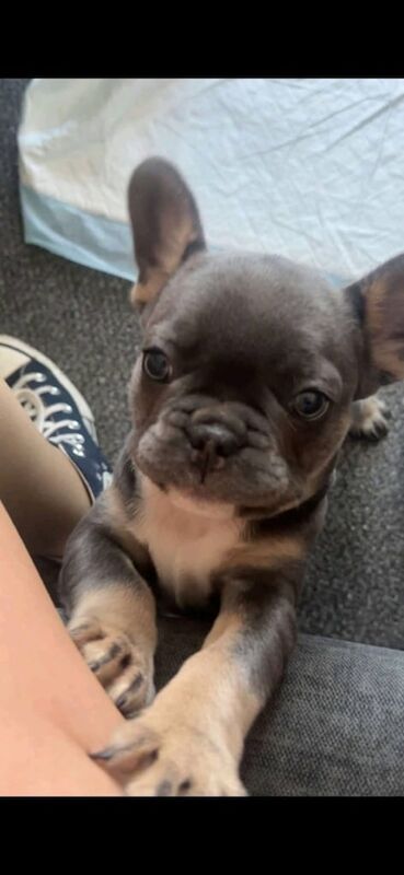 🌺Stunning Frenchie Girls Ready to Go Now🌺 for sale in Dundee, City of Dundee | Image 3