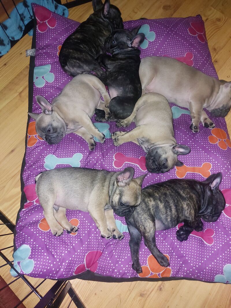 🦍 Stunning Frenchies 🩷💙 for sale in Derry, Derry | Image 2