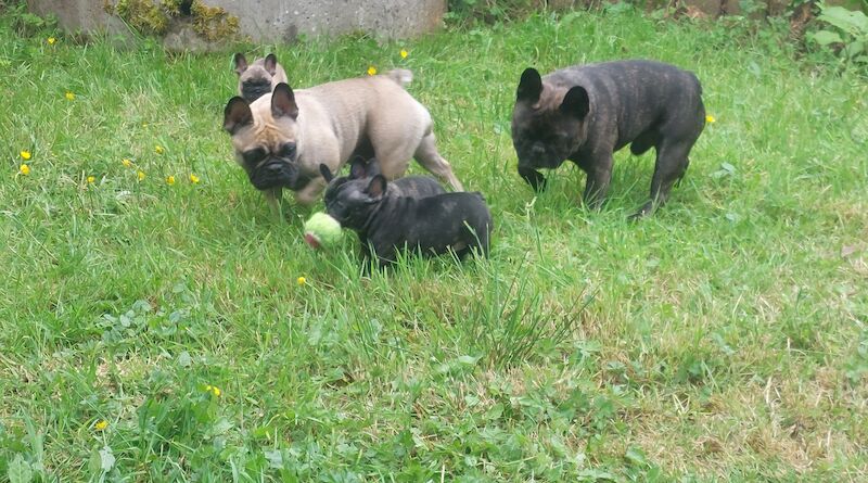 🦍 Stunning Frenchies 🩷💙 for sale in Derry, Derry | Image 3