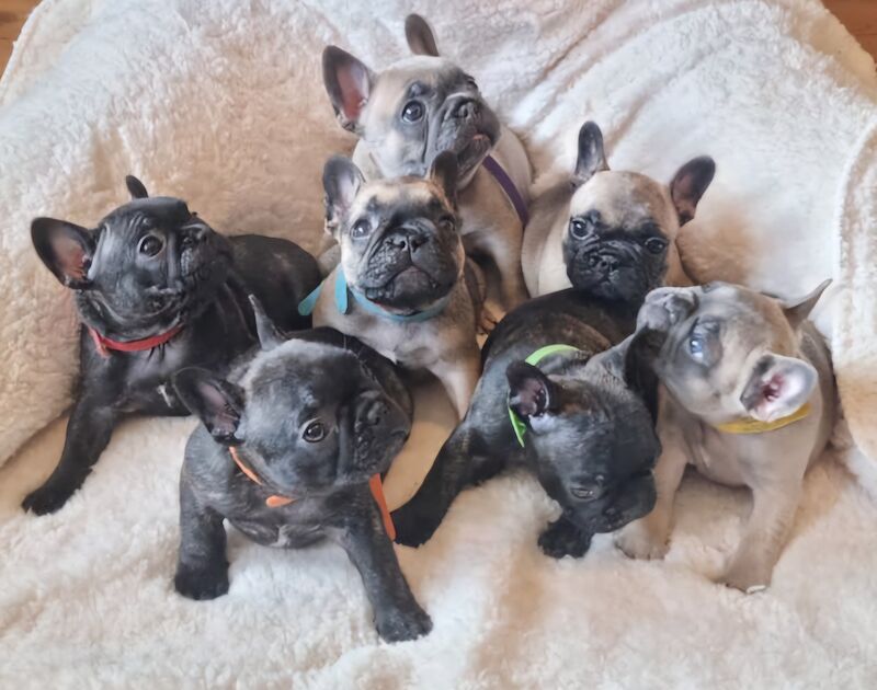 🦍 Stunning Frenchies 🩷💙 for sale in Derry, Derry | Image 4