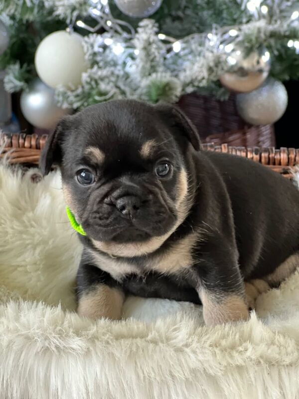 French Bulldog puppies for sale in Gravesend, Kent – 5 weeks old