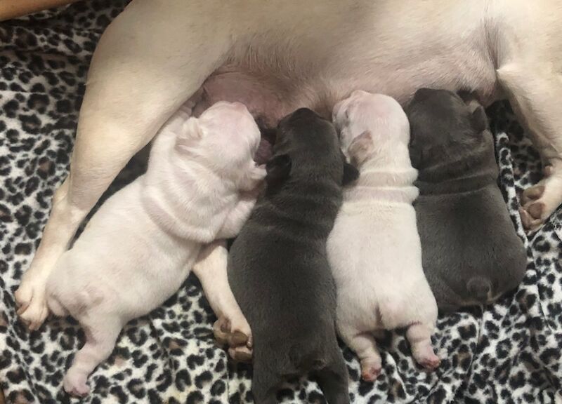 Kennel club registered puppies for sale outlet