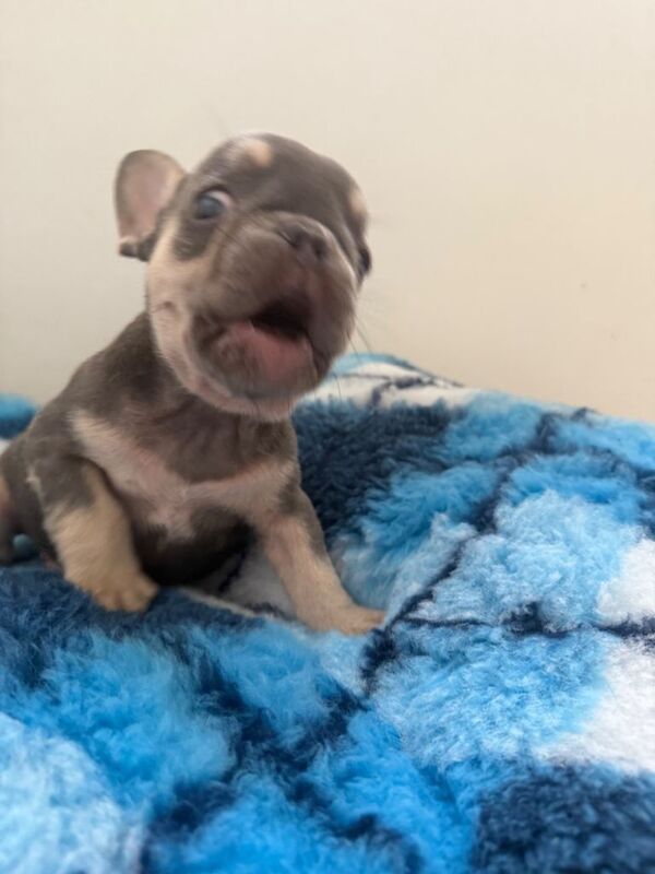 Stunning litter of 9 puppies looking for their forever home.