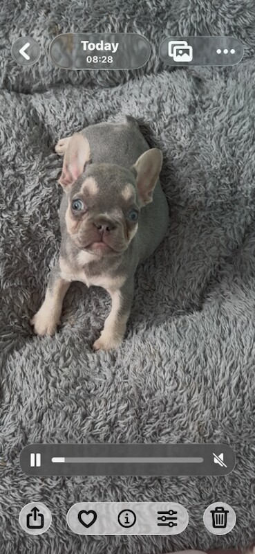 Stunning litter of 9 puppies looking for their forever home. - Image 2 of 5