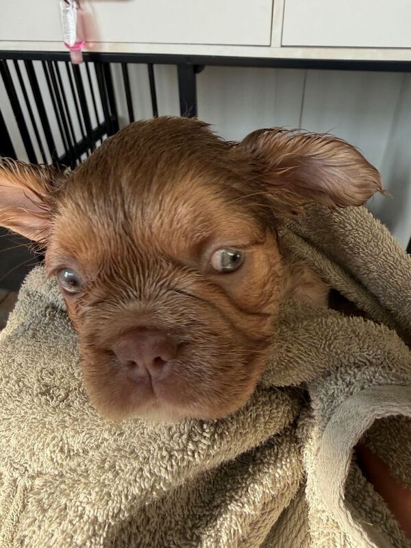 Stunning litter of 9 puppies looking for their forever home. - Image 4 of 5