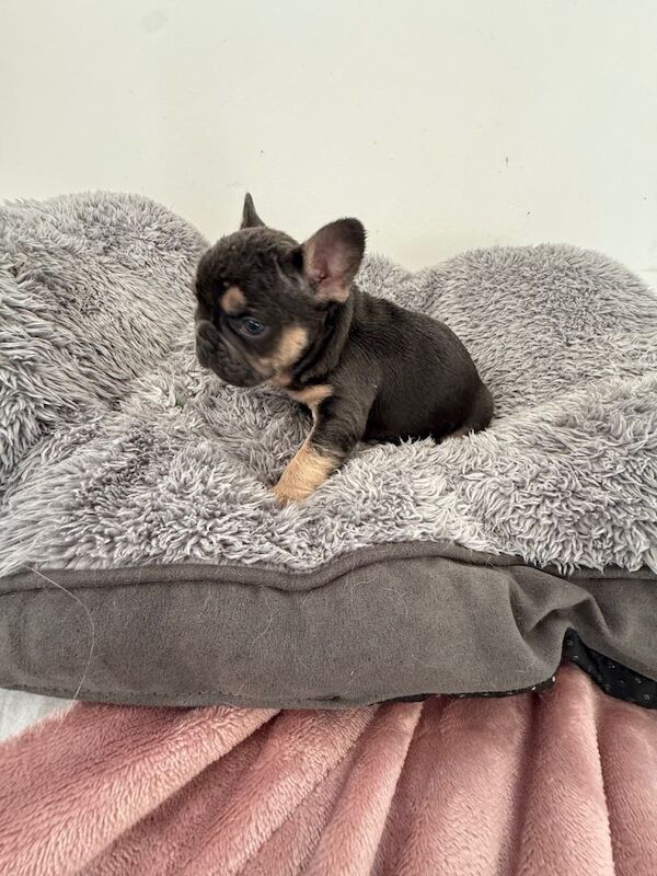 Stunning litter of 9 puppies looking for their forever home. - Image 5 of 5