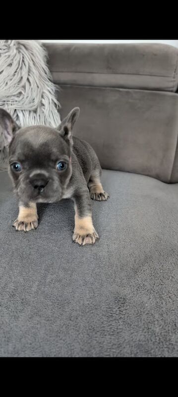 French Bulldog puppies for sale in Oldham, Greater Manchester – KC registered, 6 weeks old