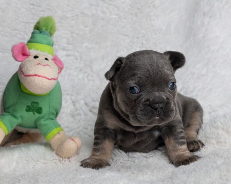 French Bulldog puppies for sale in Oldham, Greater Manchester – KC registered, 7 weeks old - Image 3 of 8