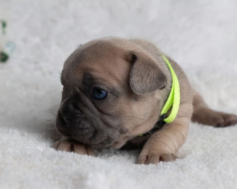 French Bulldog puppies for sale in Oldham, Greater Manchester – KC registered, 7 weeks old - Image 4 of 8