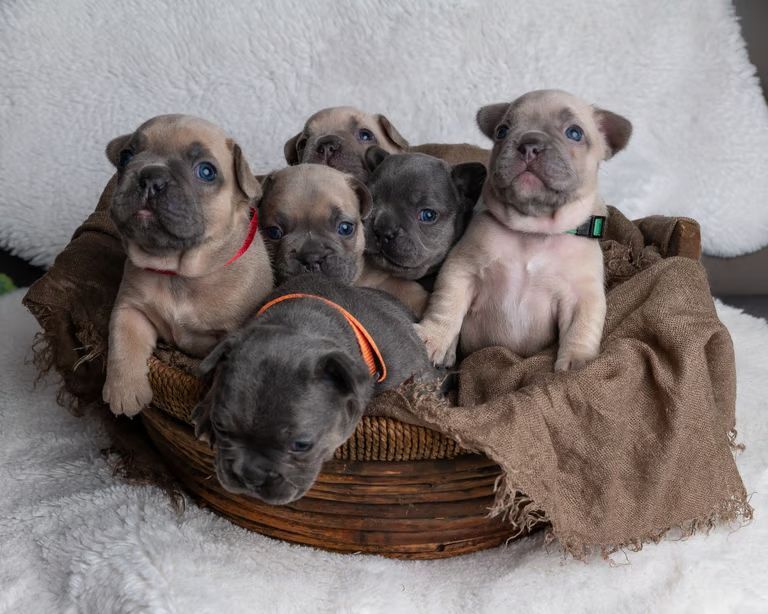French Bulldog puppies for sale in Oldham, Greater Manchester – KC registered, 7 weeks old - Image 5 of 8