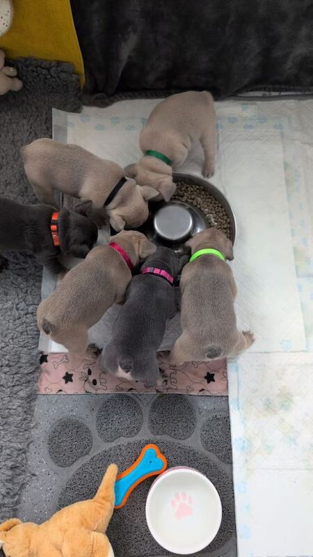 French Bulldog puppies for sale in Oldham, Greater Manchester – KC registered, 7 weeks old - Image 6 of 8