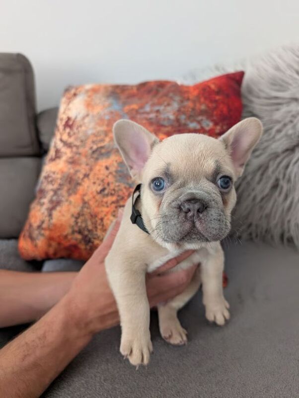 French Bulldog puppies for sale in Oldham, Greater Manchester – KC registered, 7 weeks old - Image 7 of 8