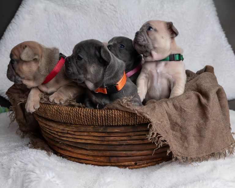 French Bulldog puppies for sale in Oldham, Greater Manchester – KC registered, 7 weeks old - Image 8 of 8