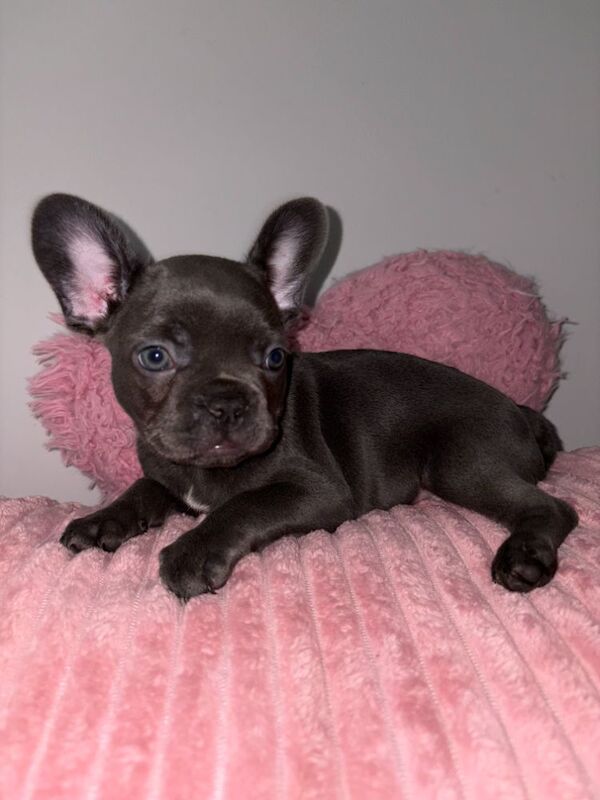 ALL PUPPYS SOLD for sale in Northamptonshire | Image 2