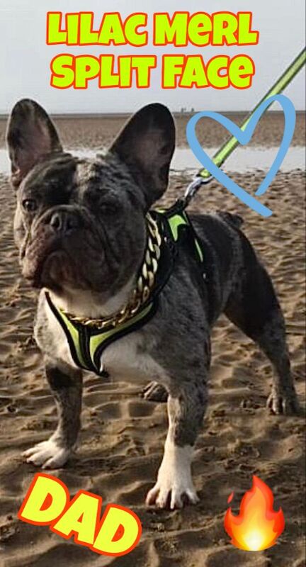 French Bulldog puppies for sale in Northamptonshire – KC registered, 12 months old - Image 3 of 7