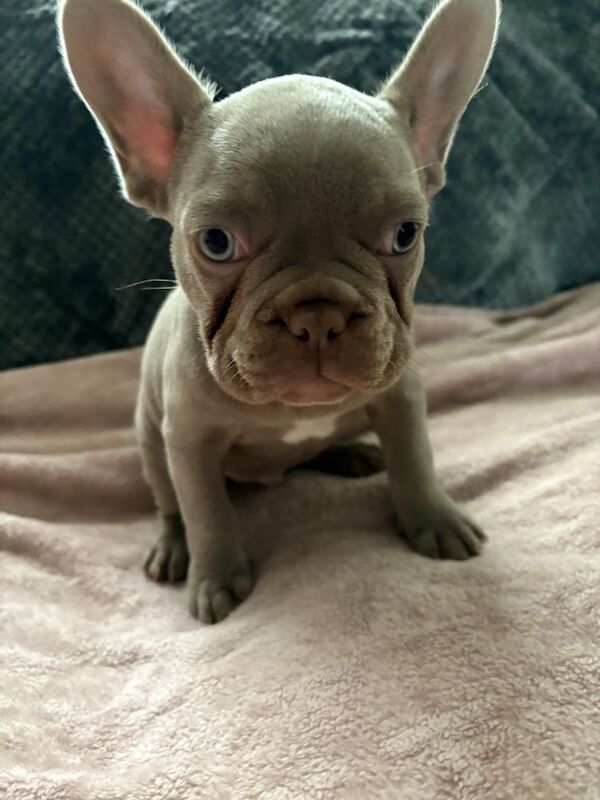 French Bulldog puppies for sale in Northamptonshire – KC registered, 12 months old - Image 4 of 7