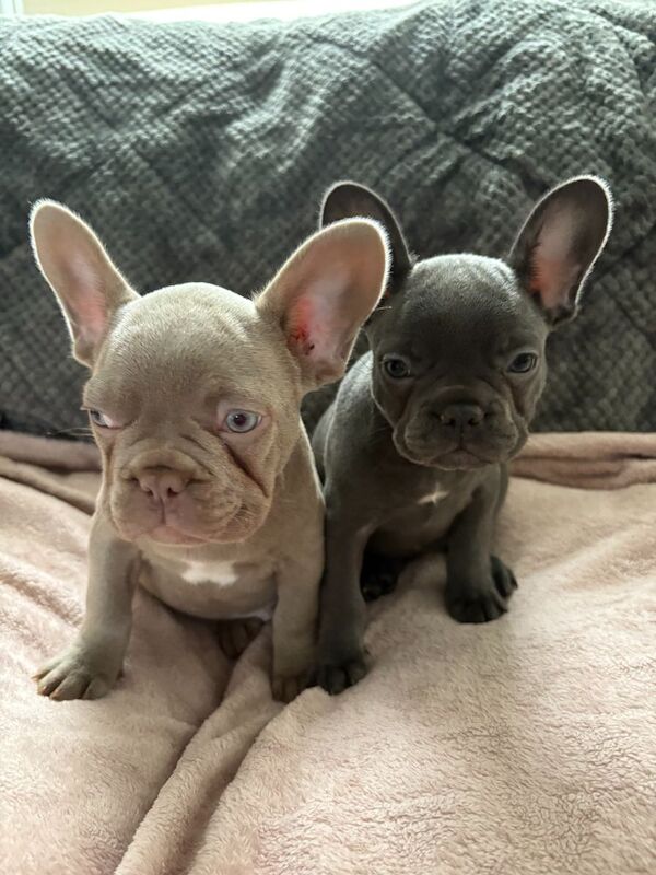 French Bulldog puppies for sale in Northamptonshire – KC registered, 12 months old - Image 5 of 7