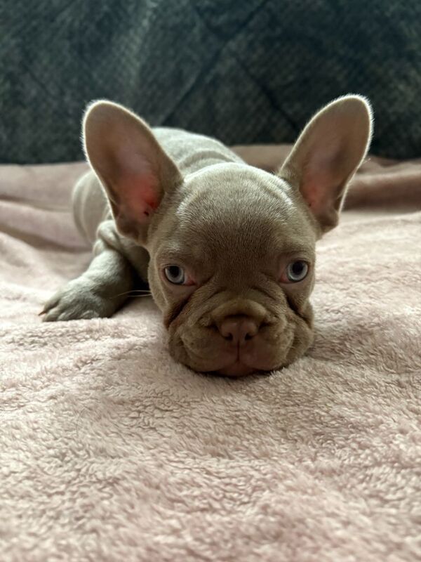 French Bulldog puppies for sale in Northamptonshire – KC registered, 12 months old - Image 7 of 7