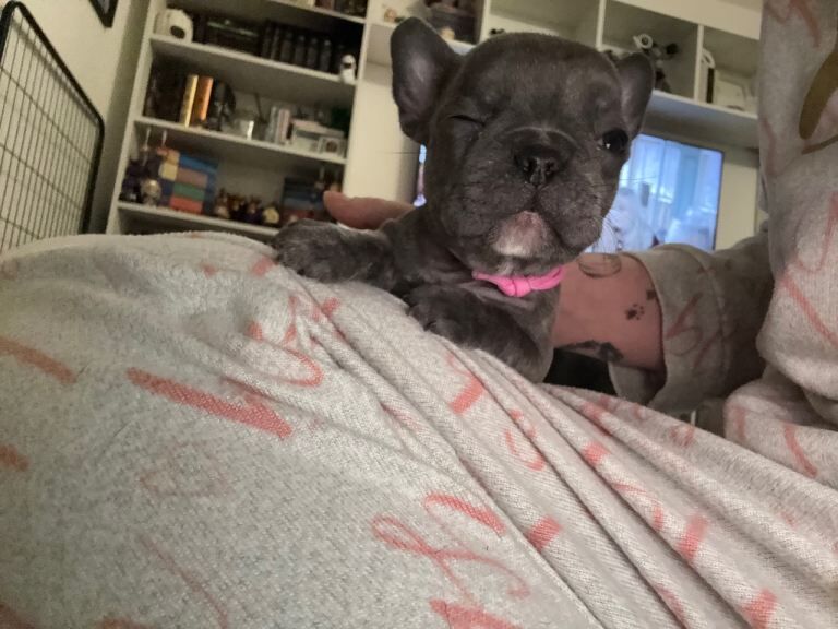 French Bulldog puppies for sale in Melton Mowbray, Leicestershire – KC registered, 8 weeks old - Image 2 of 6