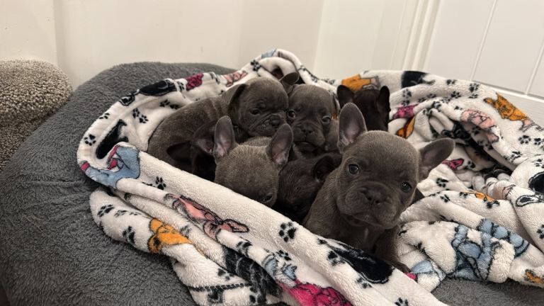 French Bulldog puppies for sale in Melton Mowbray, Leicestershire – KC registered, 8 weeks old - Image 3 of 6