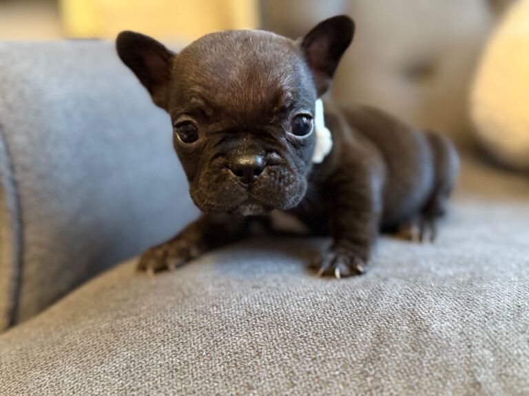 French Bulldog puppies for sale in Melton Mowbray, Leicestershire – KC registered, 8 weeks old - Image 6 of 6