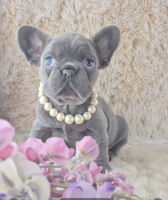 Stunning quality French Bulldog puppies for sale in Stranraer, Wigtown
