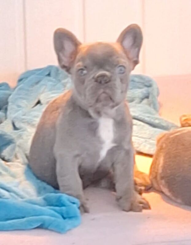 Stunning quality French Bulldog puppies for sale in Stranraer, Wigtown | Image 3