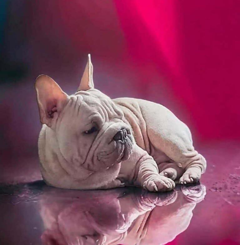 French Bulldog puppies for sale in Whitehaven, Cumbria – 8 weeks old