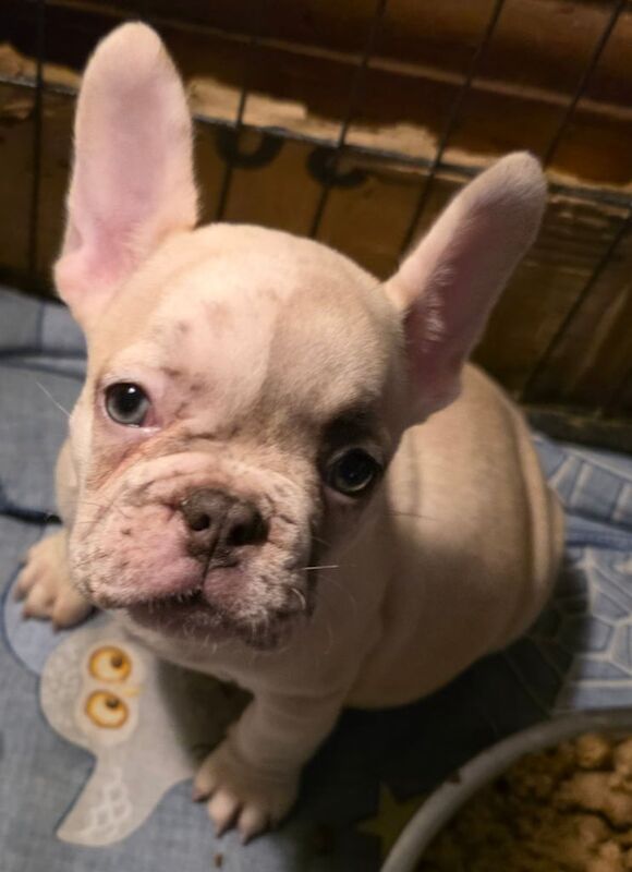 French Bulldog puppies for sale in Whitehaven, Cumbria – 8 weeks old - Image 2 of 3