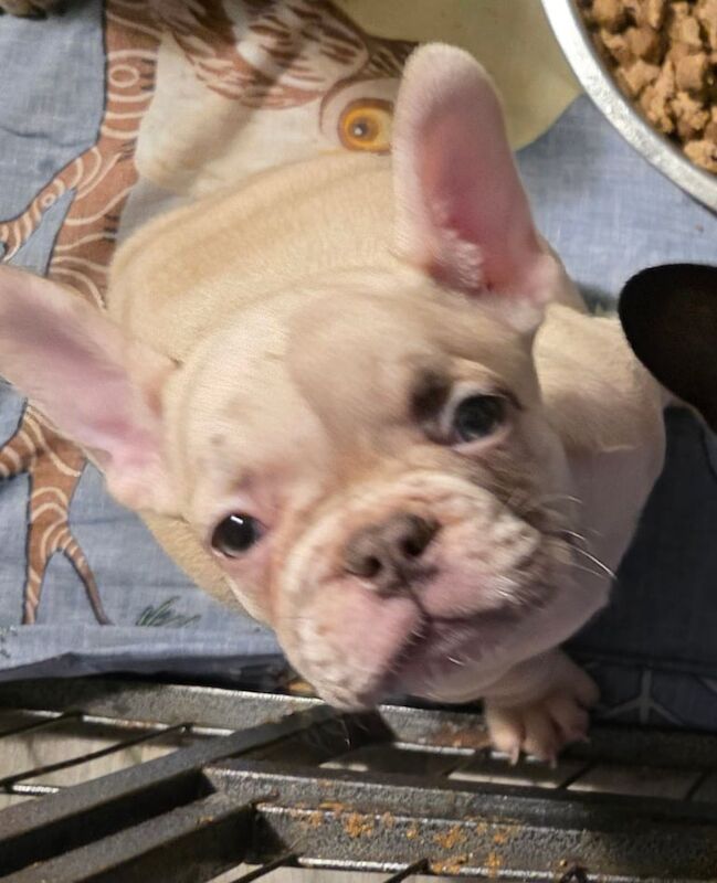 French Bulldog puppies for sale in Whitehaven, Cumbria – 8 weeks old - Image 3 of 3