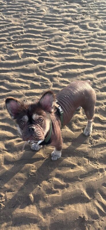 Super rare hairless French bulldog