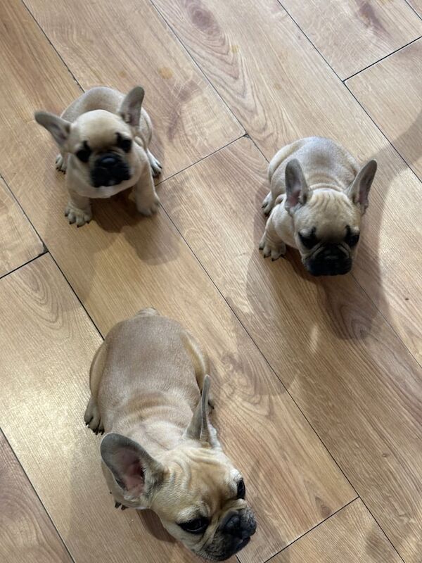Sweet Puppy's for sale in Leigh, Greater Manchester