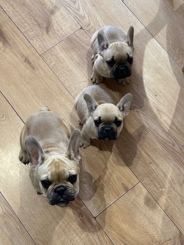 Sweet Puppy's for sale in Leigh, Greater Manchester - Image 2