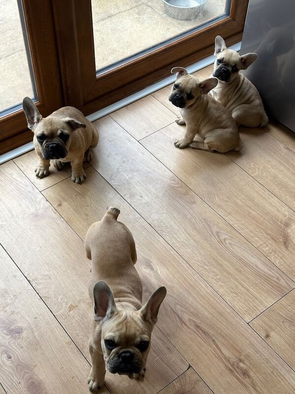 Sweet Puppy's for sale in Leigh, Greater Manchester | Image 3