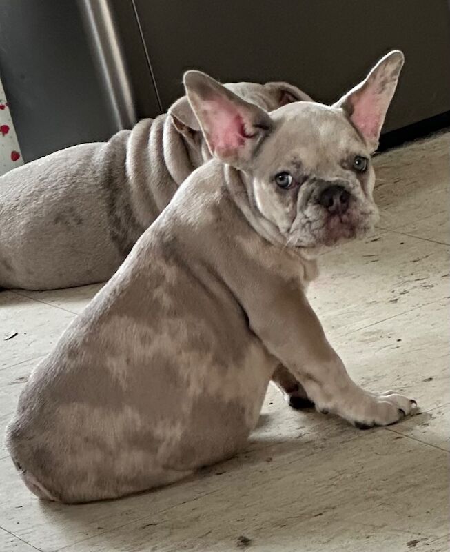 The Last One A Male Lilac Merle Boy Puppy