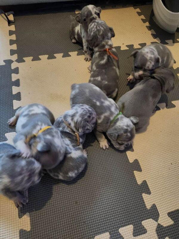 French Bulldog puppies for sale in Leyton, London – KC registered, 5 weeks old