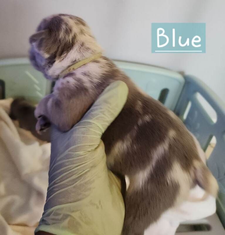 French Bulldog puppies for sale in Leyton, London – KC registered, 5 weeks old - Image 2 of 5