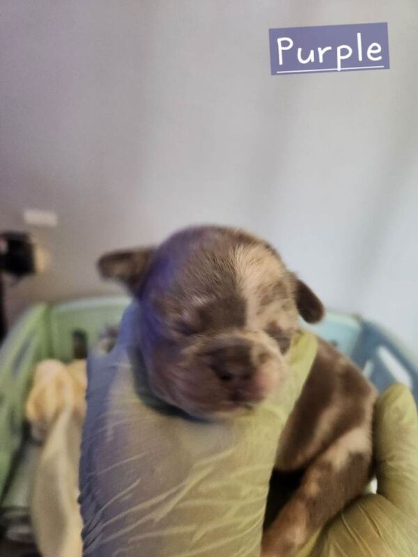 French Bulldog puppies for sale in Leyton, London – KC registered, 5 weeks old - Image 3 of 5