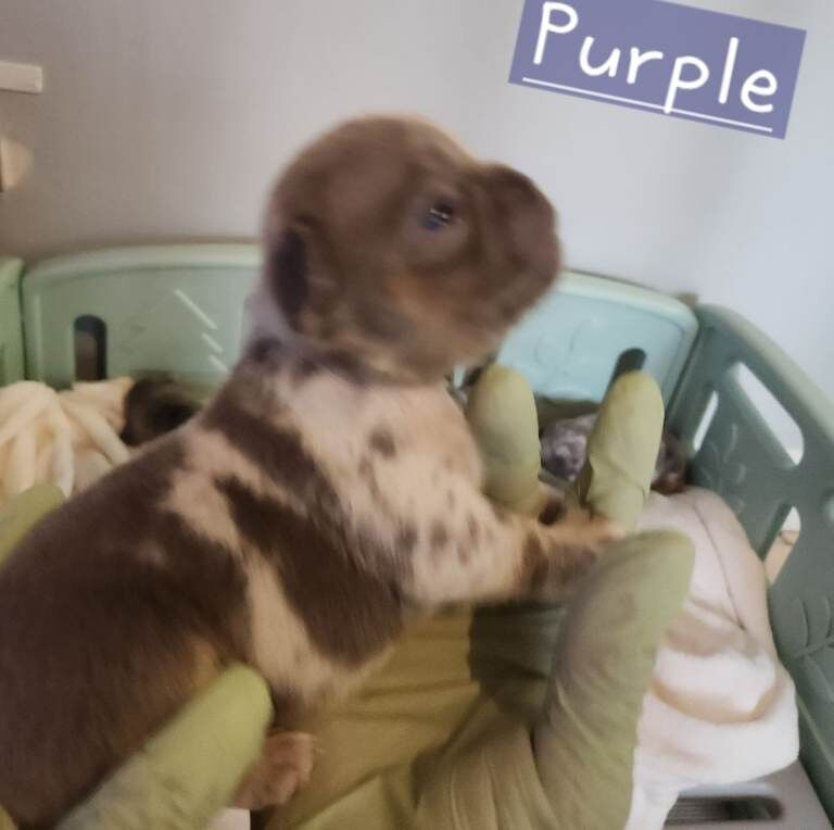 French Bulldog puppies for sale in Leyton, London – KC registered, 5 weeks old - Image 4 of 5