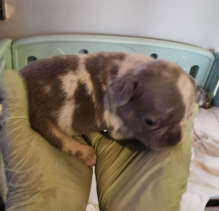 French Bulldog puppies for sale in Leyton, London – KC registered, 5 weeks old - Image 5 of 5