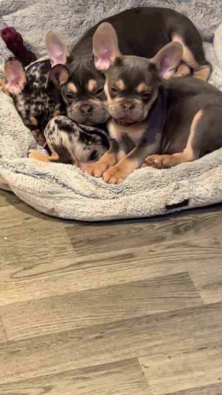 French Bulldog puppies for sale in East London, London – KC registered, 3 months old